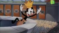 Animaniacs الضاحكون V65887v0w45n_t